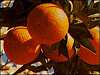 Algarve Oranges