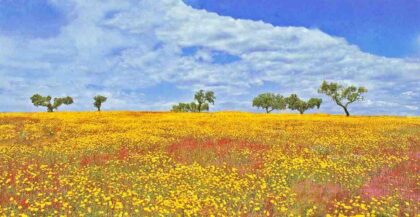 Alentejo - Portugal