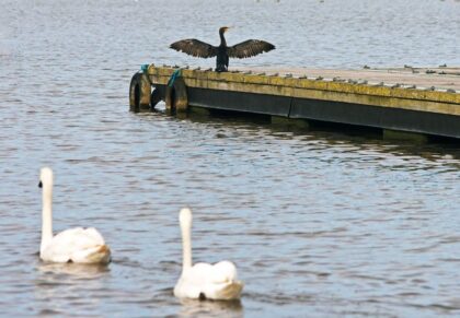 Birdwatching - Portugal