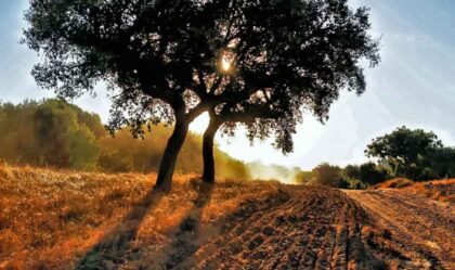 Cork trees - Portugal