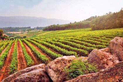 Dão Wine Region - central Portugal