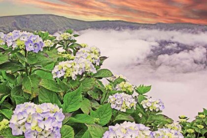 Faial Island - Azores