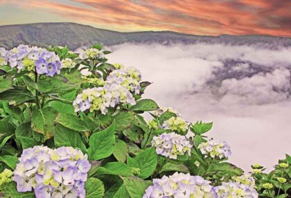 Faial Island - Azores