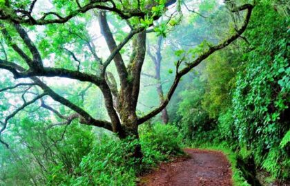 Madeira Laurisilva