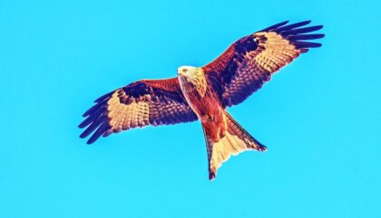 Red Kite in Portugal