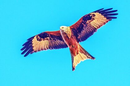 Red Kite in Portugal