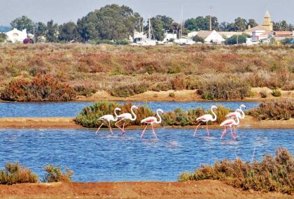 Ria Formosa Algarve