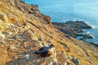 Selvagem Islands - Portugal